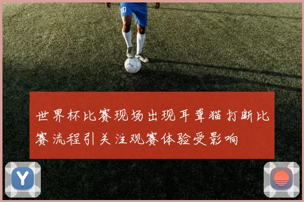 世界杯比赛现场出现耳聋猫打断比赛流程引关注观赛体验受影响