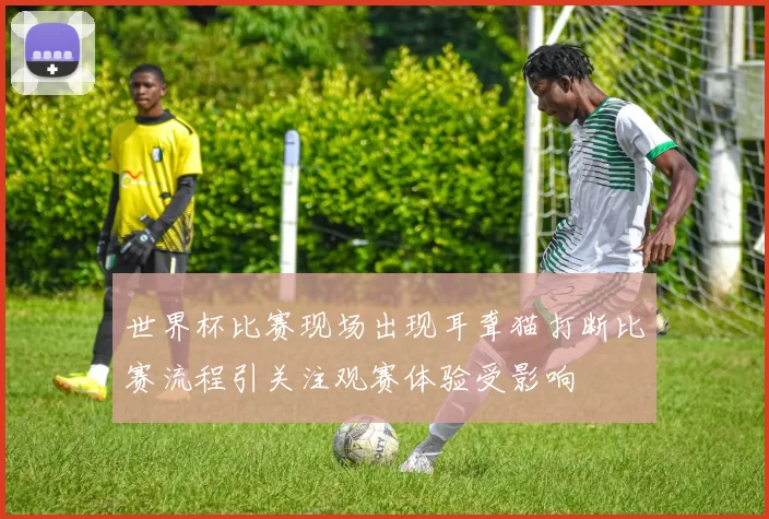 世界杯比赛现场出现耳聋猫打断比赛流程引关注观赛体验受影响